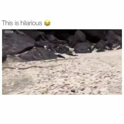 This is hilarious! ? ? ?