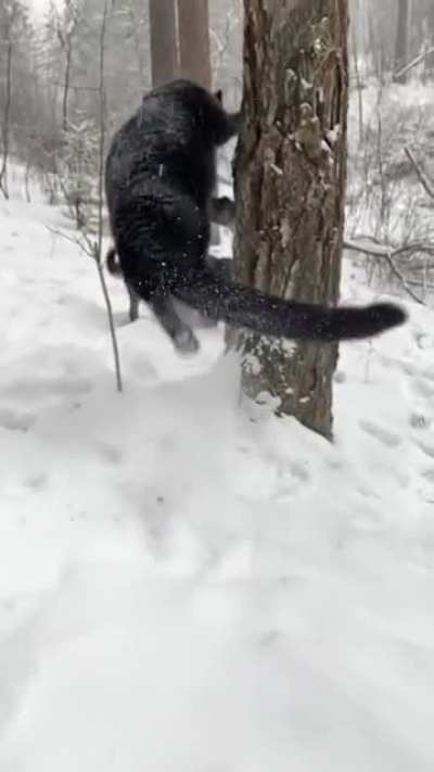 ? The agility of this Black Panther