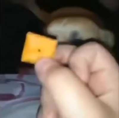 What the dog doin?
