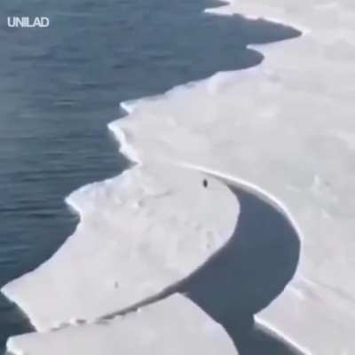 ? Penguin Escape
