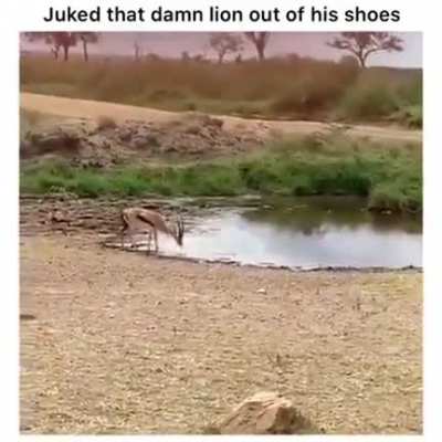 ? Deer outsmarts a lion