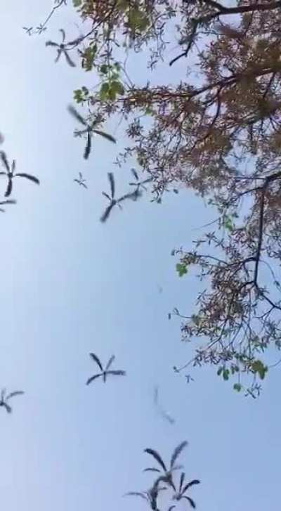? 'Helicopter' seeds falling off a Maple Tree