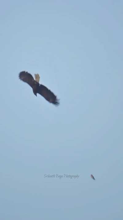 ?Bald Eagle steals fish from Osprey and recovers it with super fast nose dive