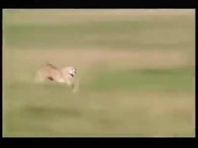 ? Incredible speed of Cheetah - 60mph under 3 sec