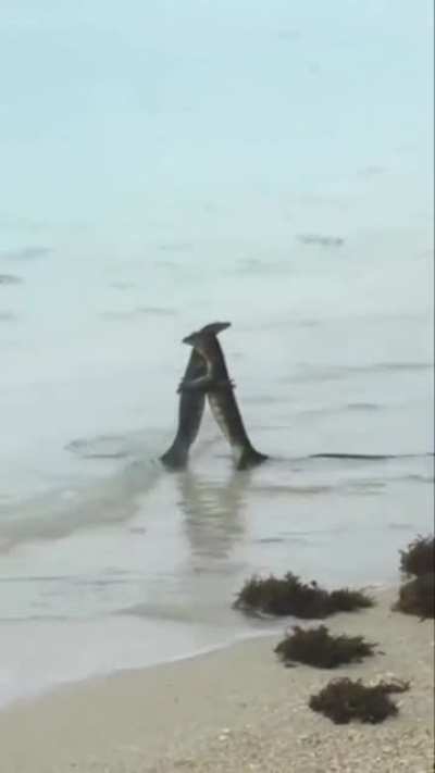 ? Two Monitor Lizards Hugging. Is this too much to ask for?