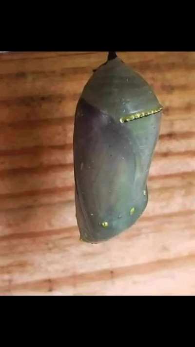 A beautiful chrysalis