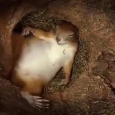 ?Sleeping Red Squirrel (Sciurus vulgaris)