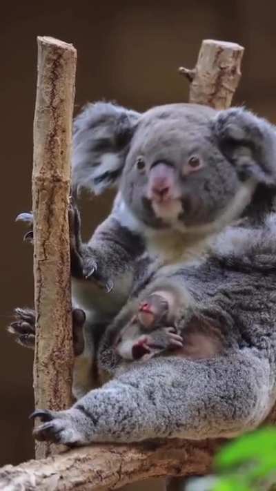? A baby Koala getting out of the pouch