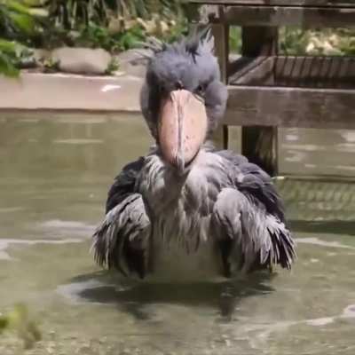 ? Shoebill