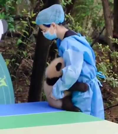 Panda falls and gets comforted ?