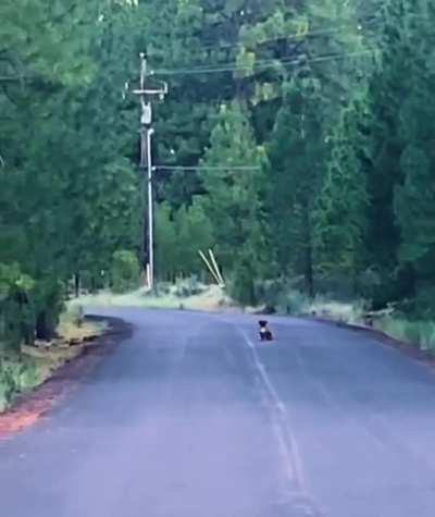 A puppy watching deers