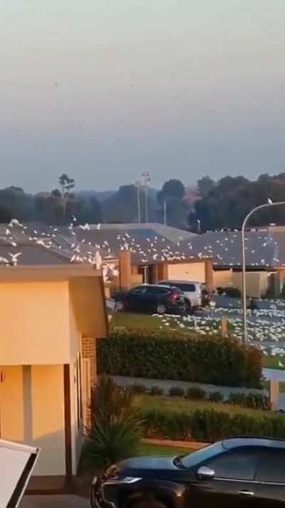 A neighborhood completely covered with birds