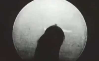 Pigeon help inside the bombs to track warships in the past.