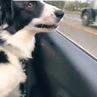 CEO of chomp