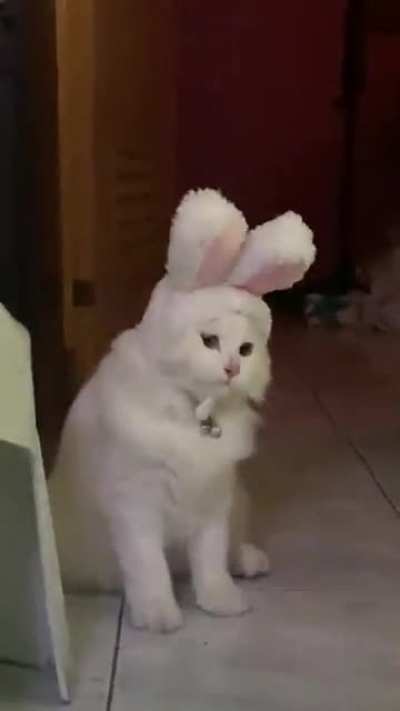 I bought a bunny ear hat for my cat?