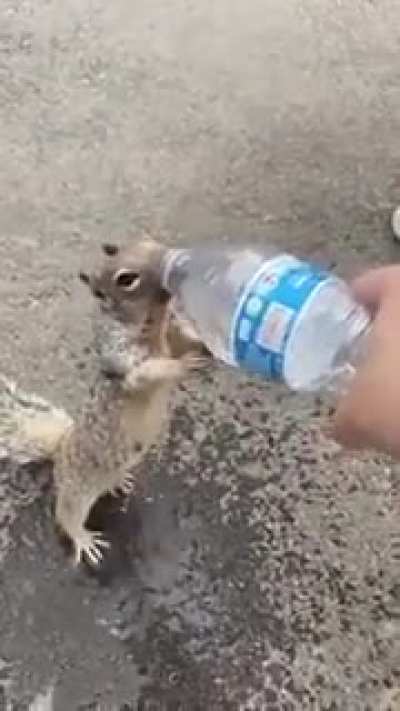 ? Squirrel Asking For Water!