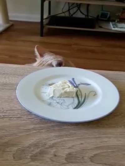My mom's cat apparently isn't a fan of this cheese.