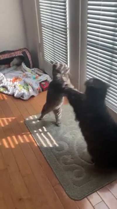 Energizer kitty just keeps on coming ?? my cats are cray