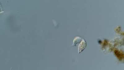 ? a single cell Hunter ?