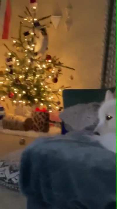 Rare footage of dog resting