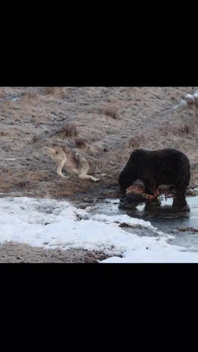 The hungry wolf gently asks the grizzly bear for some food.