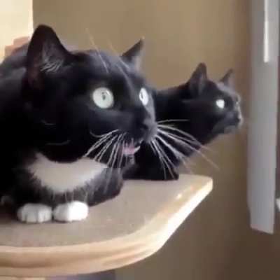 Translation Needed (unmute)