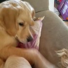 my dog has ticklish feet apparently