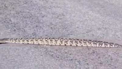 ? a non-slithering snake ?