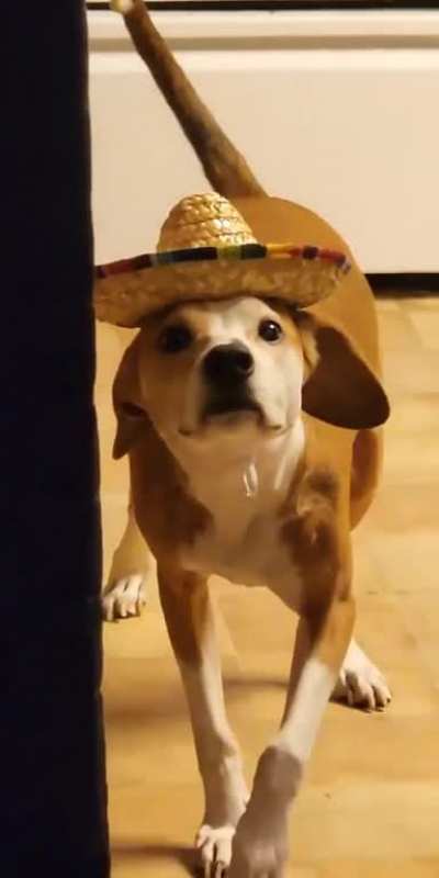 The sombrero has utterly broken Bulma