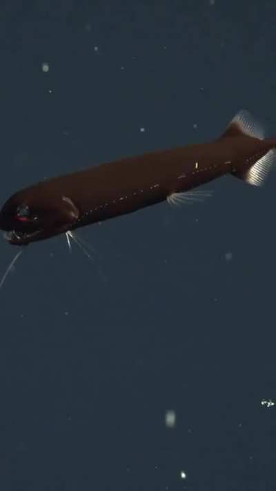 ? Dragonfish's translucent teeth are made from material similar to enamel and dentin in human teeth, but the organization of those materials is different enough to make them completely transparent when wet and do not scatter light at all