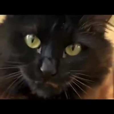 Catzilla