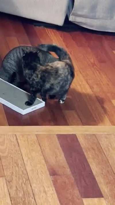 That weird playful-fighting-stand off-flirting-wrestling cats do… (they do love each other, I promise)