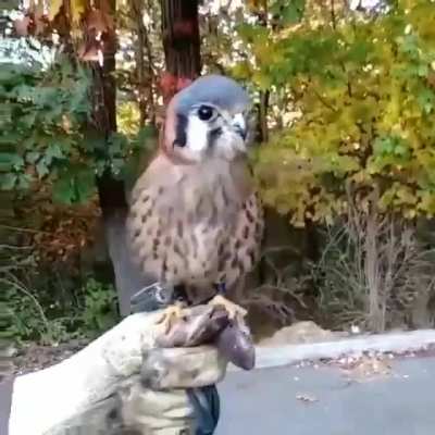 ? Stabilisation of the American Kestrel's head