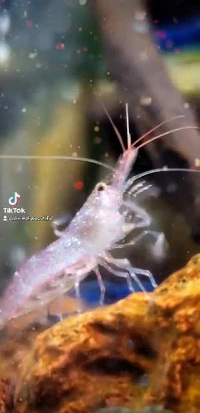Shrimp God ??