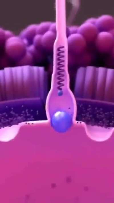 According to recent studies of Oxford university, Egg cells actually choose their sperm, the term "fastest sperm" has been debunked because even if you are the fastest sperm to reach the egg cells, it depends on the egg cell if it will accept the sperm.