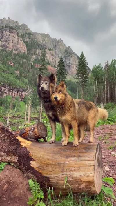 ? noble wolves