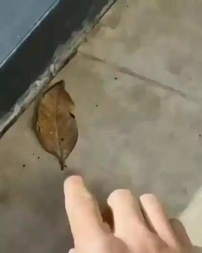 Kallima inachus, or the "dead leaf", is a butterfly species that camouflages itself into a leaf to hide from predators, the nature is fucking awesome.