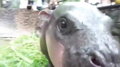 Meet Moo Deng ("bouncy pork"), viral baby pygmy hippo. Here she is mimicking her mother eat, she is too young to eat solid vegetation.