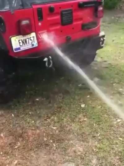 Dog tries to catch water coming from the hose while owner washes his car