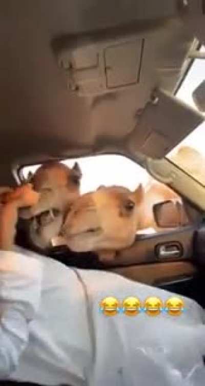 Feeding a camel ?
