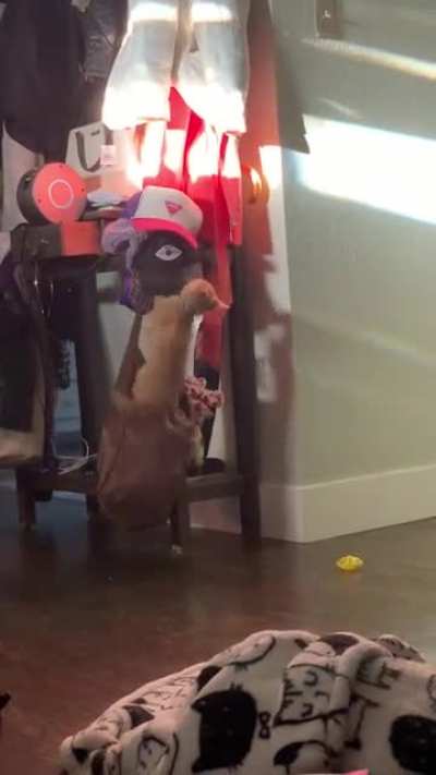 The floor is lava!
