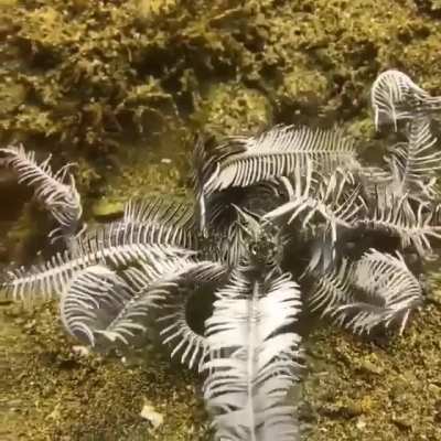 ? Walking feather star!