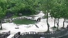 Elephants rush to rescue baby elephant that fell in pool