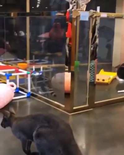 "Why can't i jump like that :("