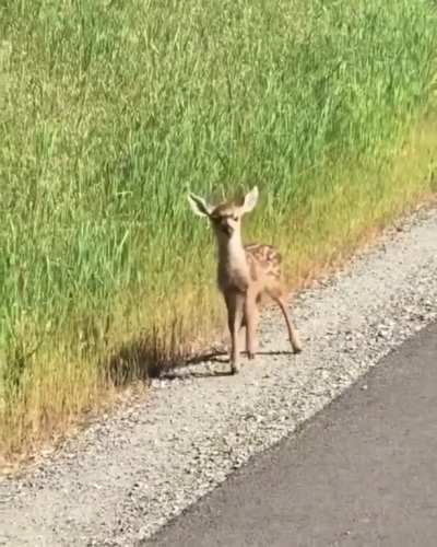 Real-life Bambi by ViralHog/YT