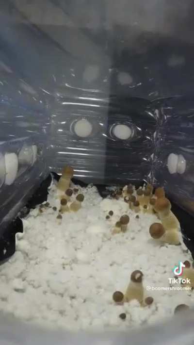 Shroooooms!!