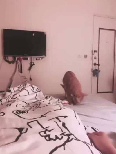 Cat tries to feed its human
