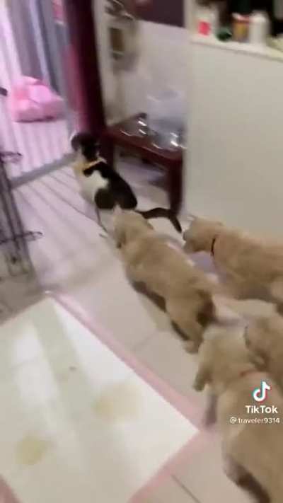 Killing the cat with kindness