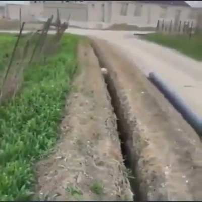 To help the sheep