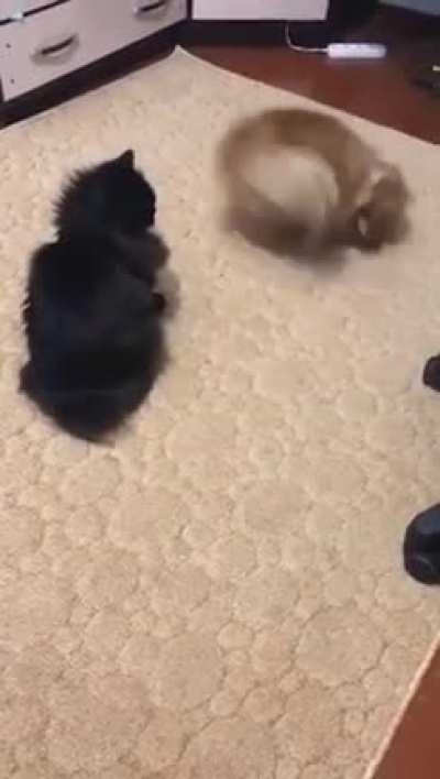 The dog: “A friend to play, a friend to play” ?. The cat: "What's wrong with him ???"?